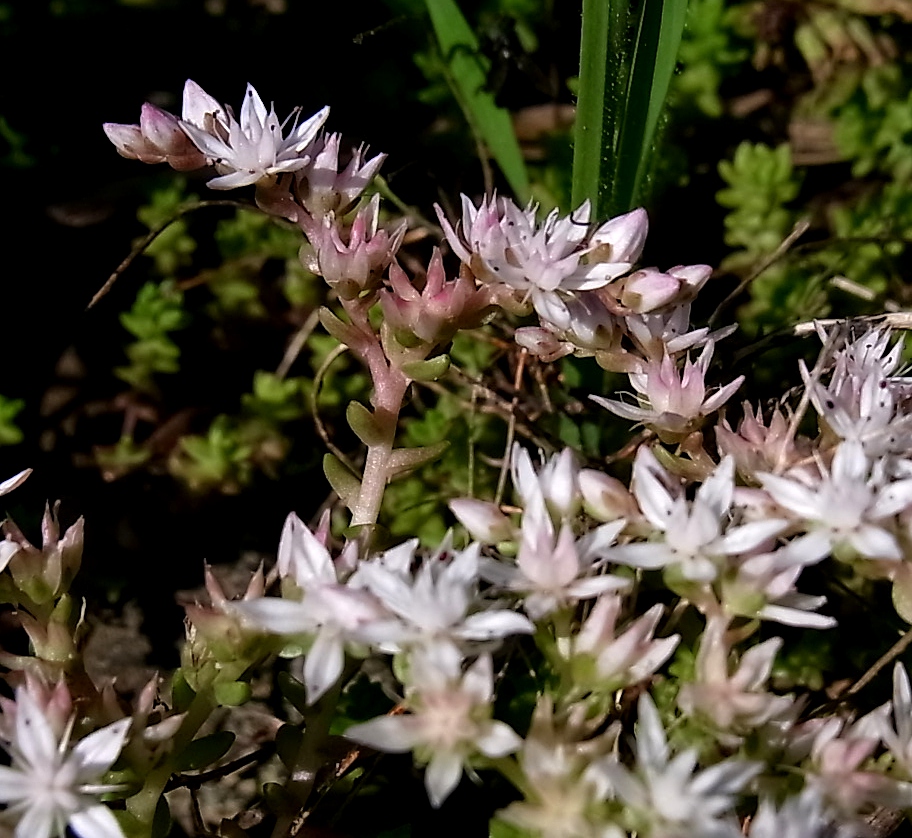 Image of Sedum anglicum ssp. pyrenaicum specimen.