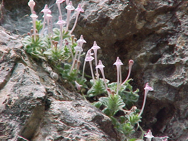 Image of Scutellaria leptosiphon specimen.