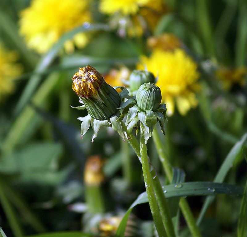 Изображение особи Taraxacum officinale.