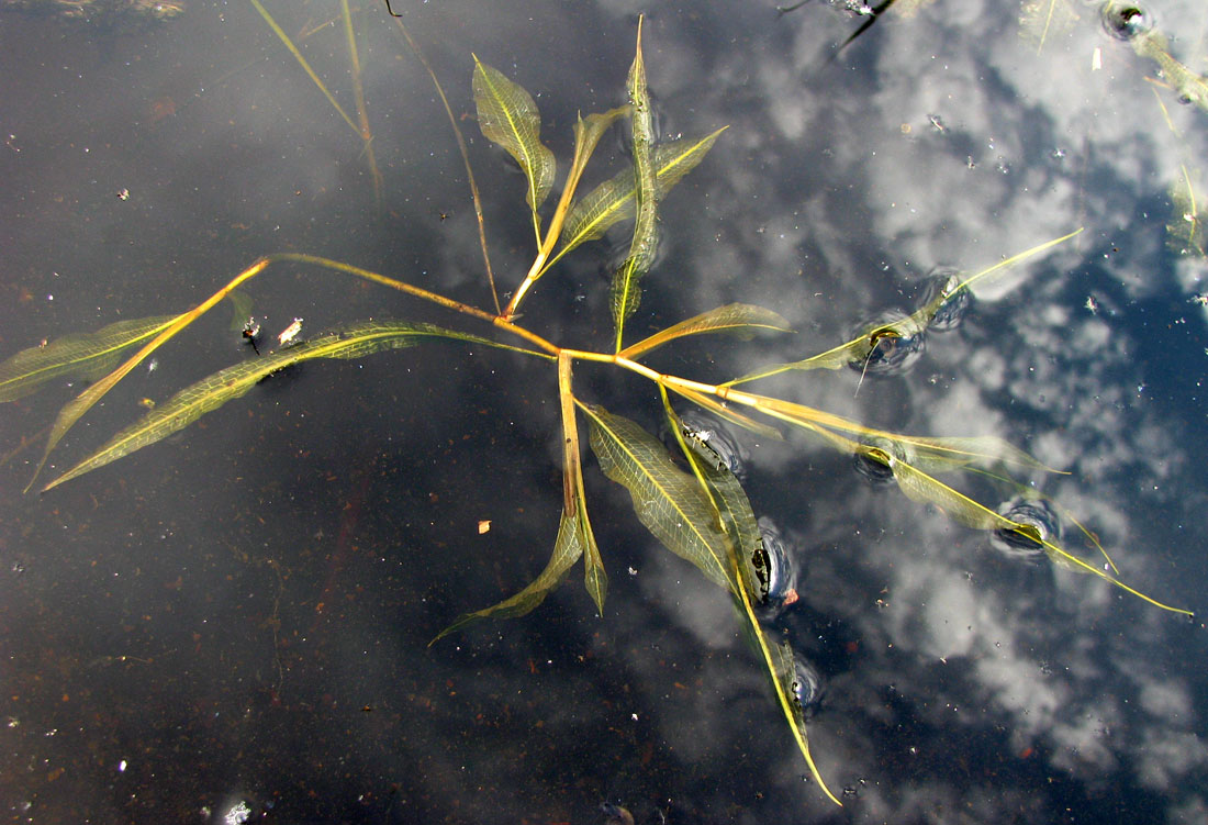 Image of Potamogeton lucens specimen.