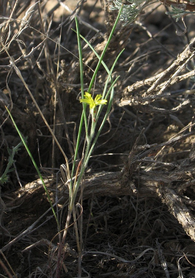 Изображение особи семейство Asteraceae.