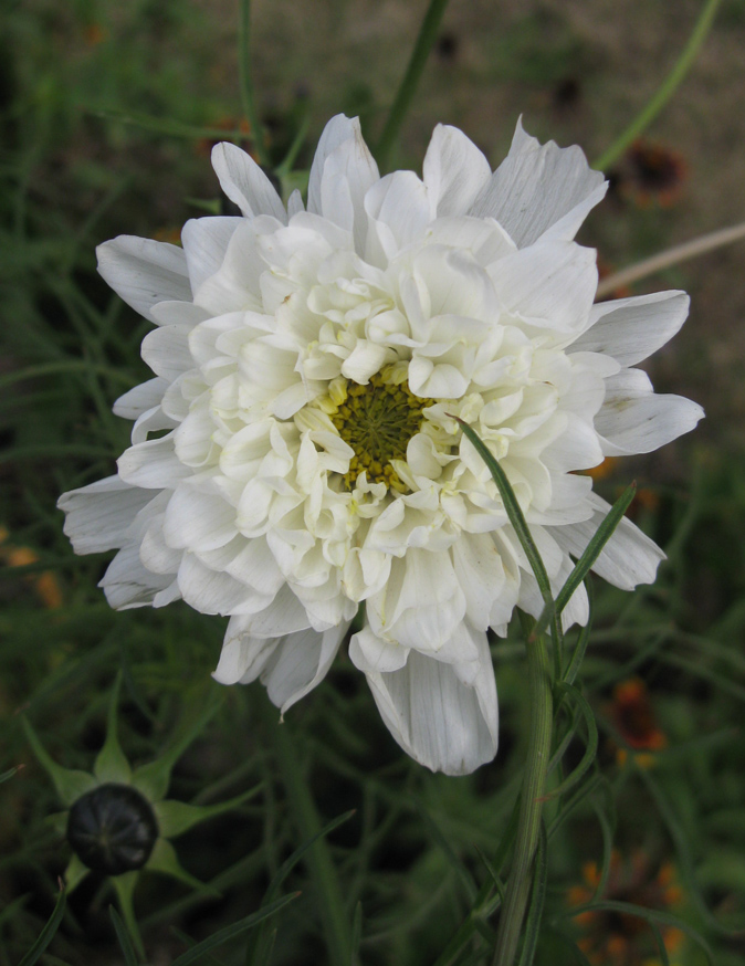 Image of Cosmos bipinnatus specimen.