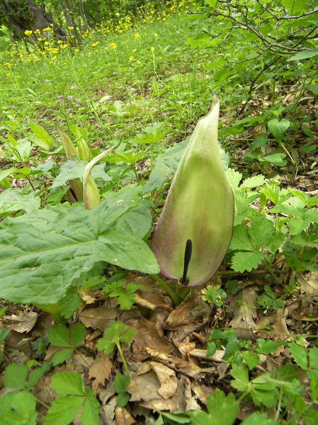 Image of Arum megobrebi specimen.