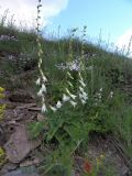 Campanula alliariifolia