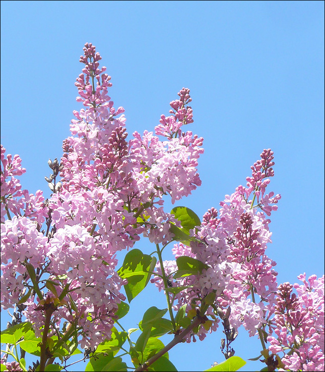 Image of Syringa vulgaris specimen.