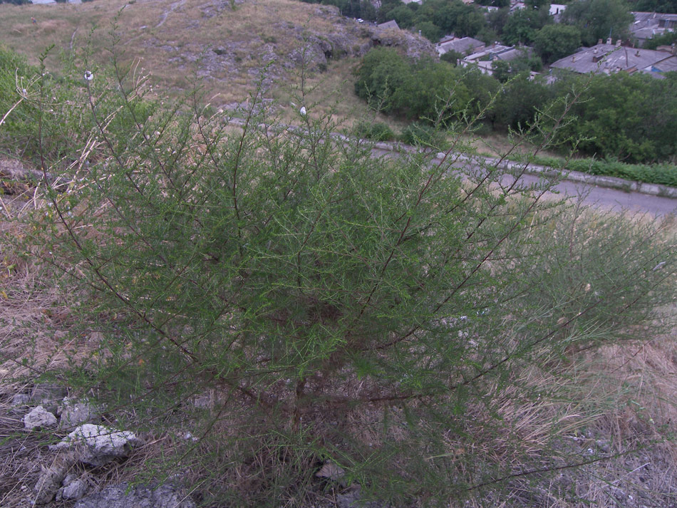 Image of Artemisia scoparia specimen.