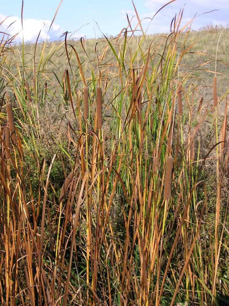 Image of Typha angustifolia specimen.