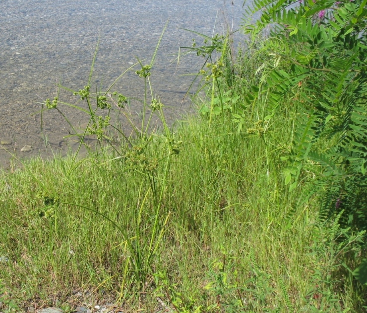 Изображение особи Cyperus eragrostis.