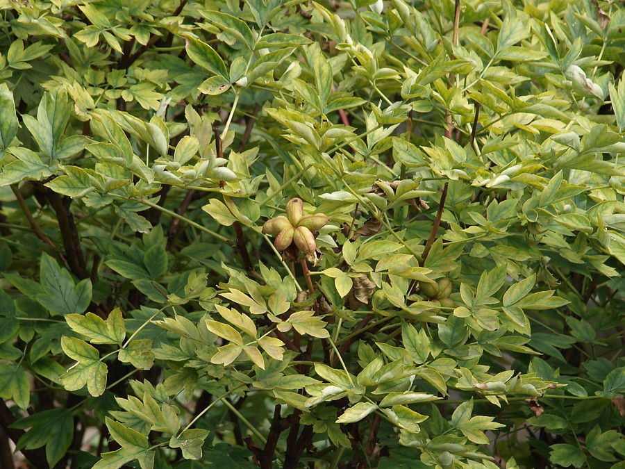 Image of Paeonia suffruticosa specimen.