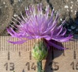 Centaurea majorovii