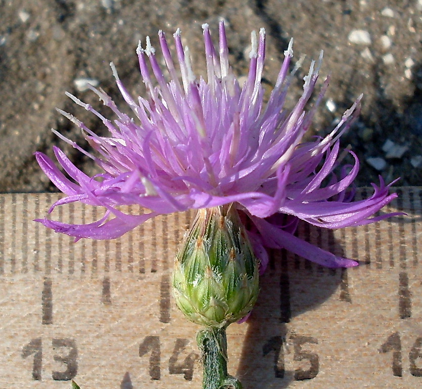 Изображение особи Centaurea majorovii.