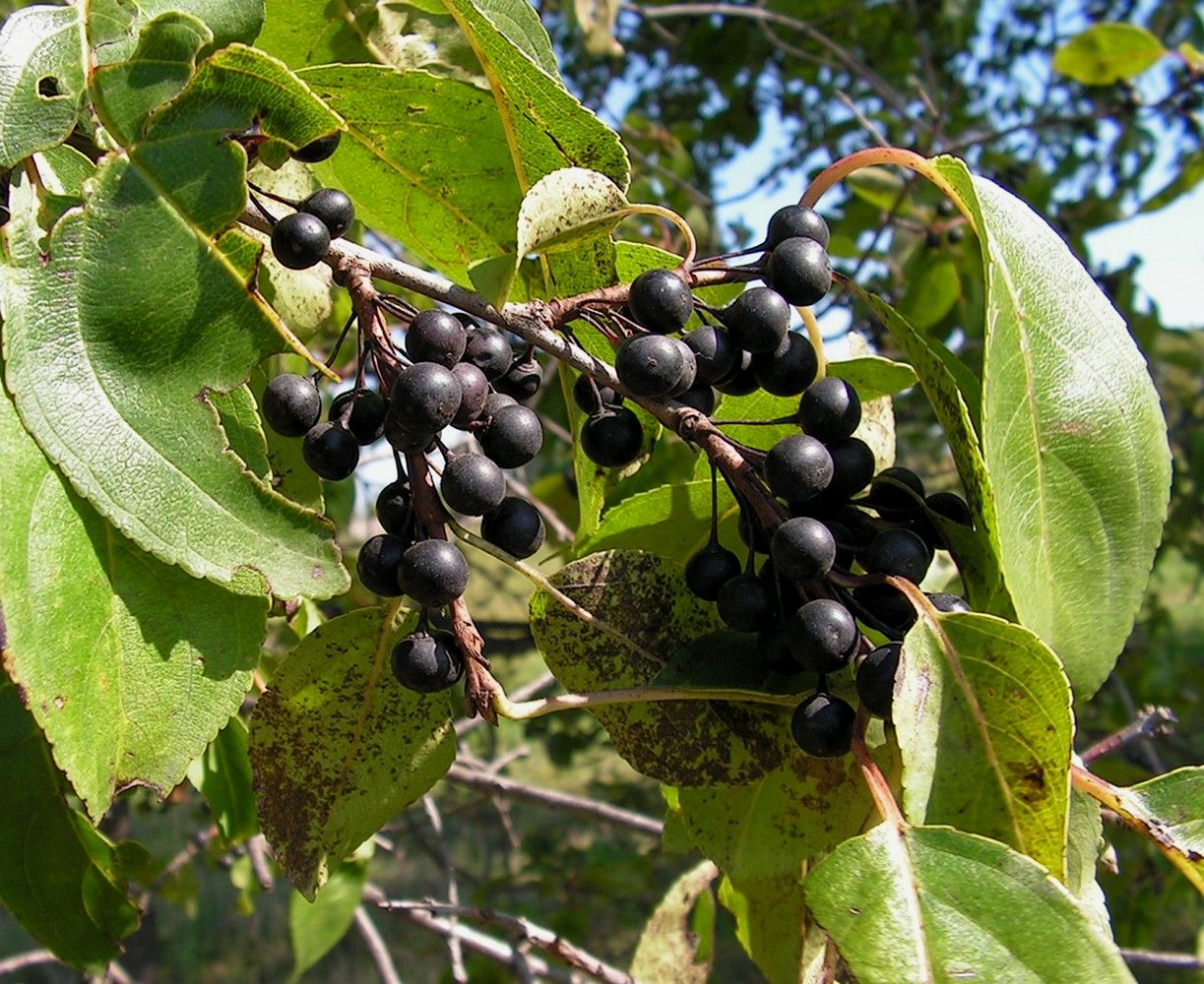 Image of Rhamnus ussuriensis specimen.