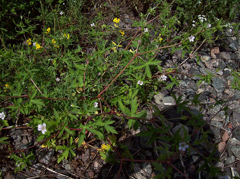 Image of Geranium sibiricum specimen.