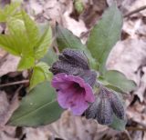 Pulmonaria obscura