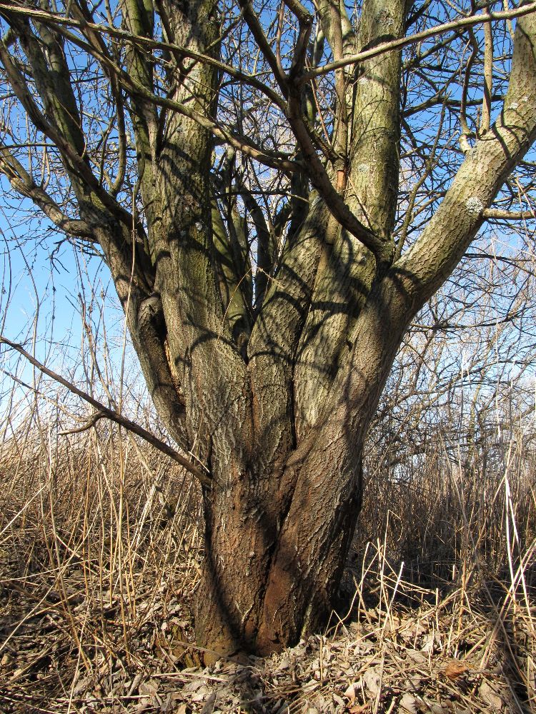 Изображение особи Salix caprea.