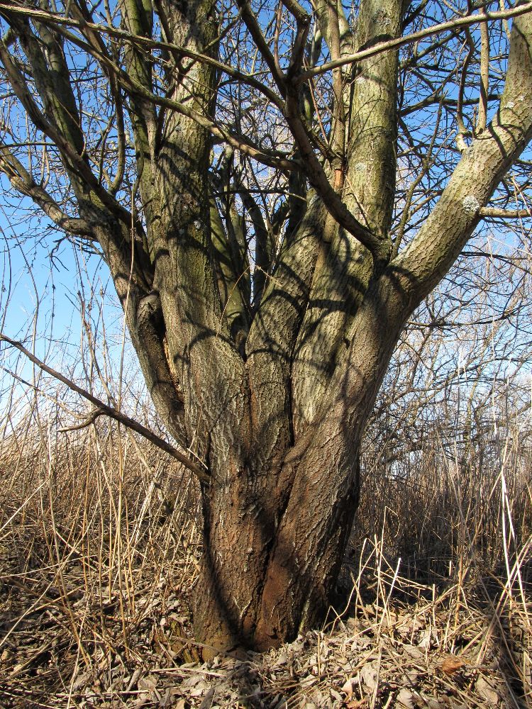 Image of Salix caprea specimen.