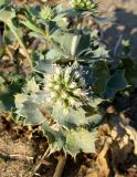 Eryngium maritimum