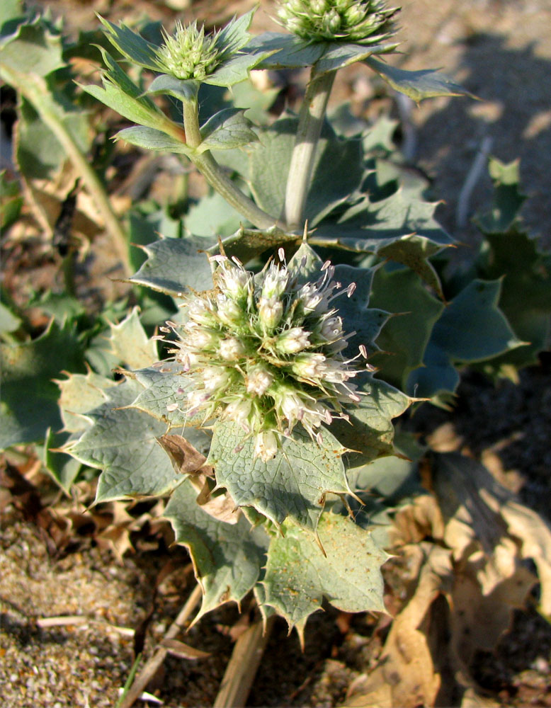 Изображение особи Eryngium maritimum.