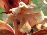 Orobanche centaurina. Цветок. Крым, Севастополь, высоты Кая-Баш. 31 мая 2012 г.