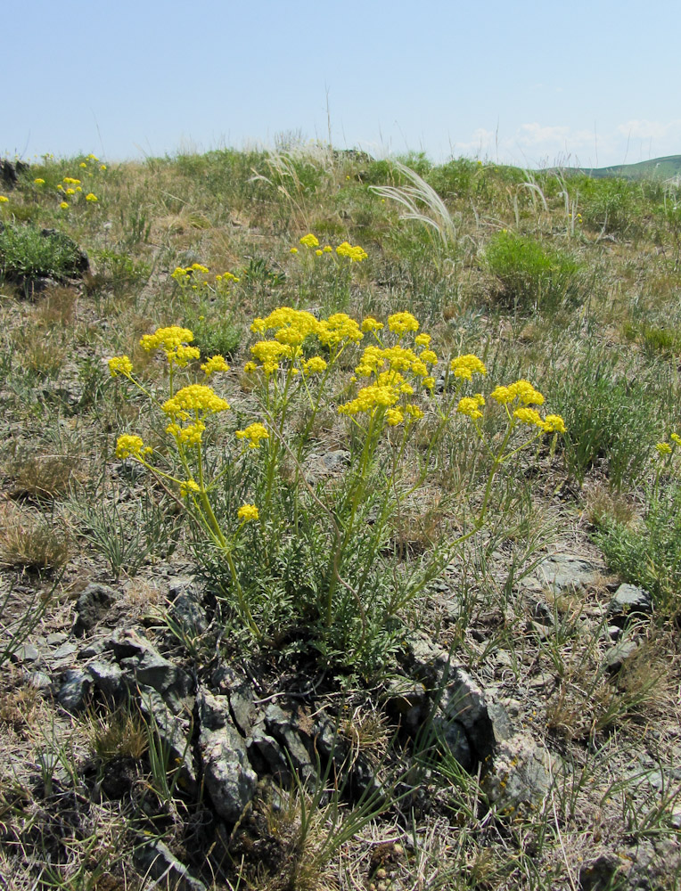 Image of Patrinia intermedia specimen.