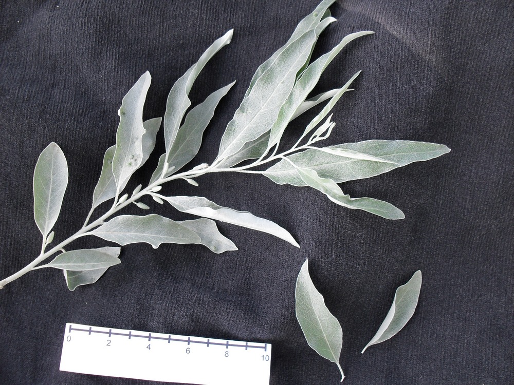 Изображение особи Elaeagnus angustifolia.