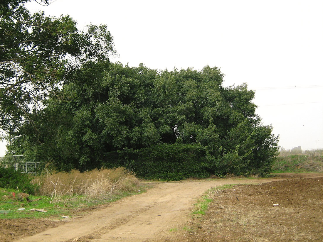 Изображение особи Ficus benghalensis.