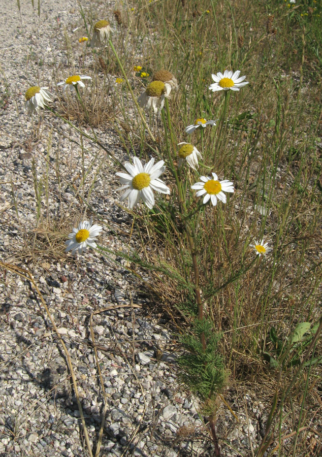 Изображение особи Tripleurospermum inodorum.