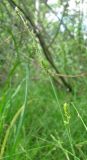 Carex canescens