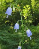 Adenophora liliifolia. Верхушка цветущего растения. Татарстан, г. Бавлы, лес. 11.07.2012.