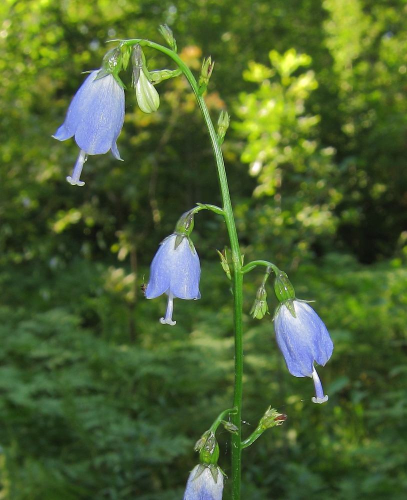 Изображение особи Adenophora liliifolia.