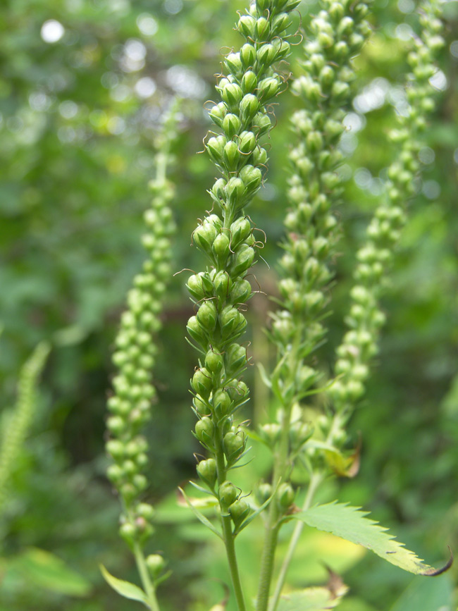 Изображение особи Veronica longifolia.