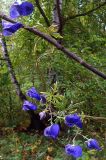 Aconitum volubile