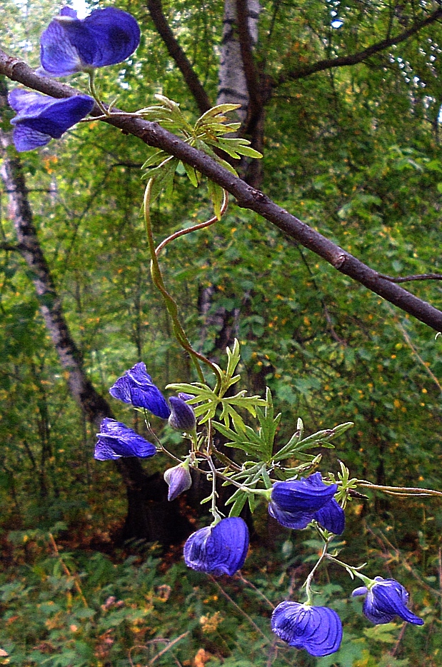 Изображение особи Aconitum volubile.