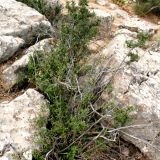 Cerasus erythrocarpa. Плодоносящий кустарничек. Туркменистан, хр. Кугитанг. Июнь 2012 г.