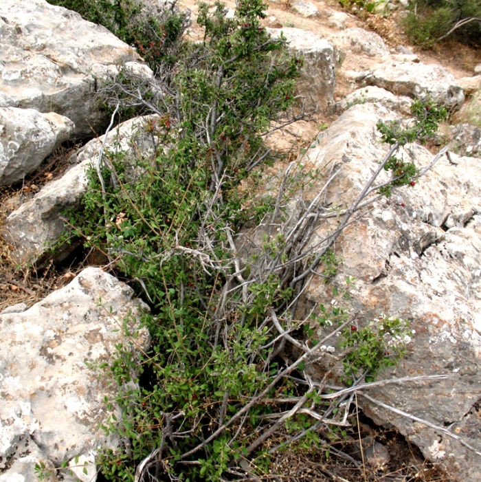 Image of Cerasus erythrocarpa specimen.