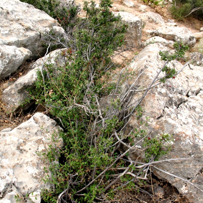 Изображение особи Cerasus erythrocarpa.