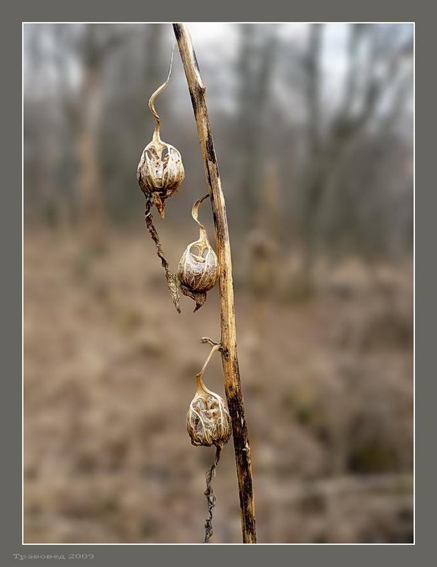 Image of Campanula latifolia specimen.