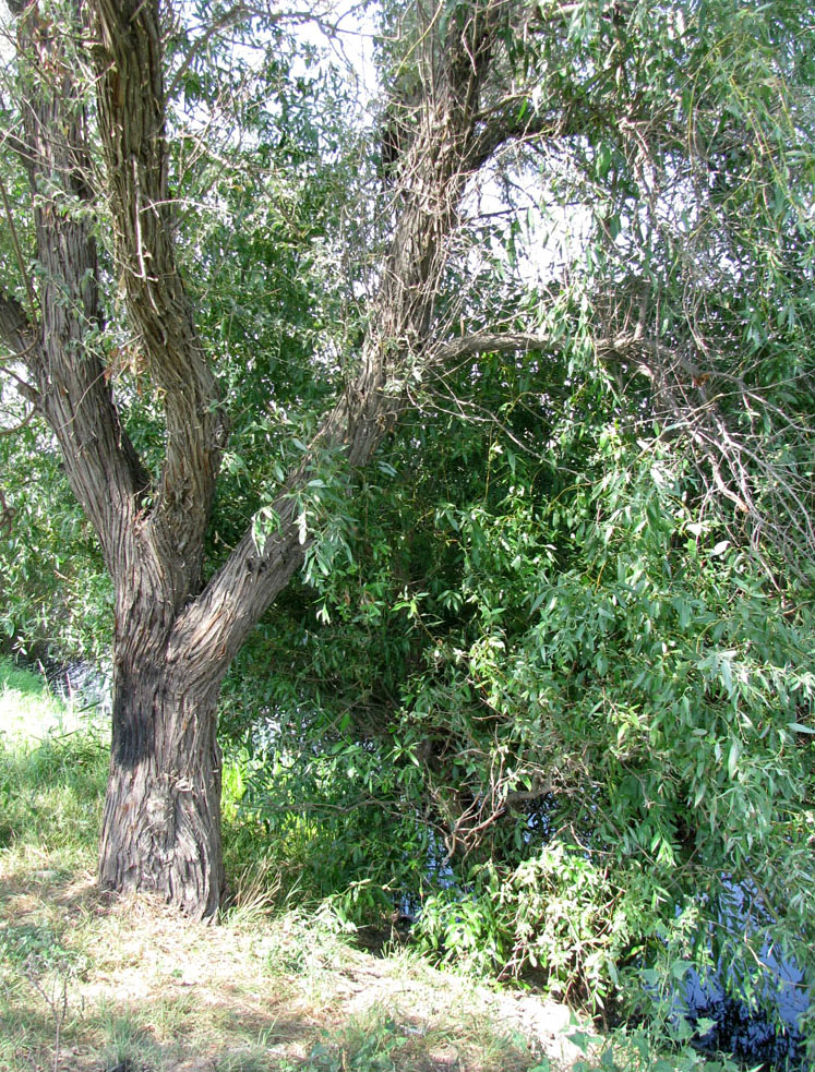 Image of Salix &times; fragilis specimen.