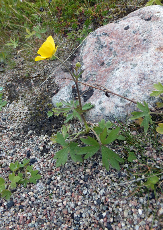 Изображение особи Ranunculus propinquus.