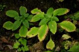 Chrysosplenium ovalifolium