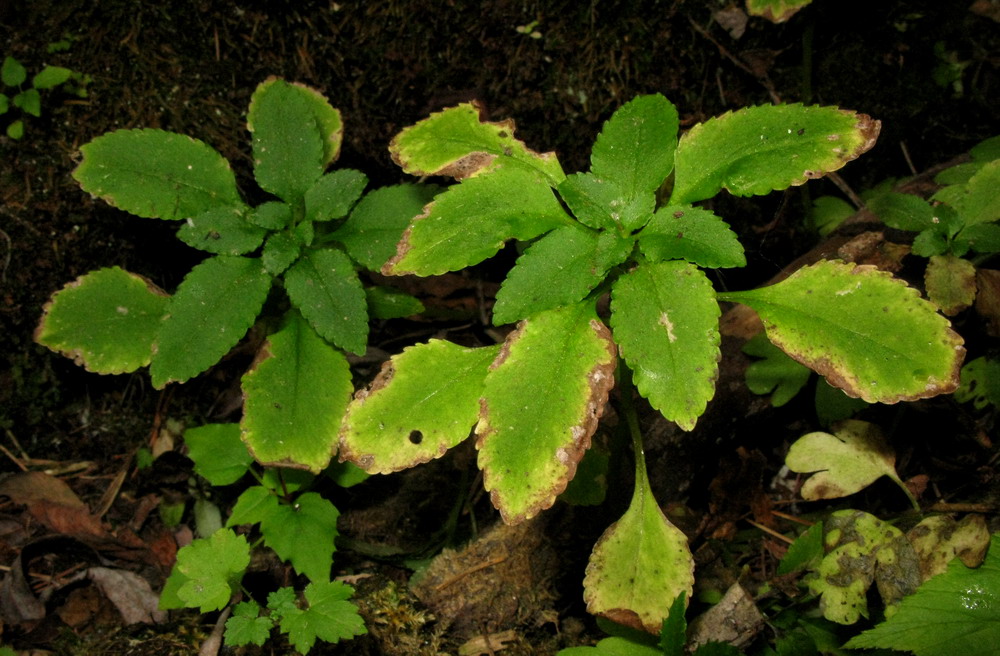 Image of Chrysosplenium ovalifolium specimen.