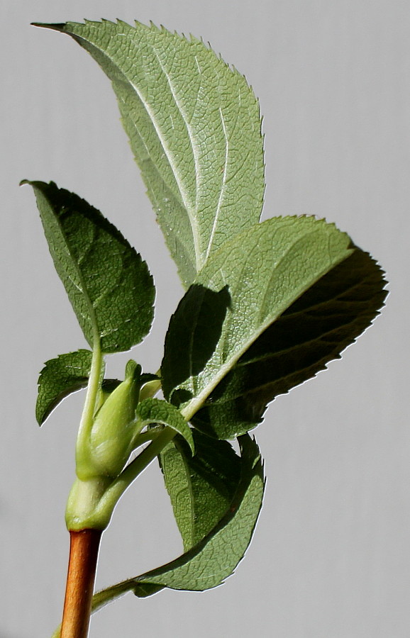 Изображение особи Hydrangea petiolaris.