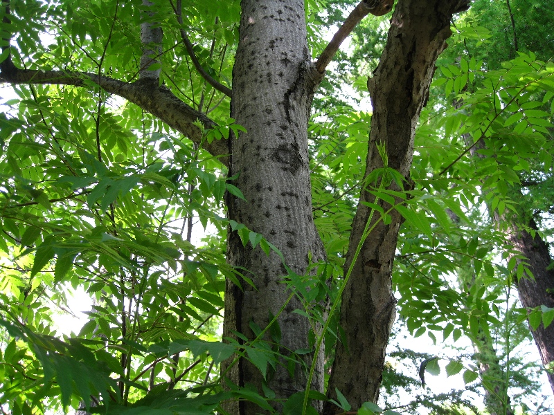 Изображение особи Sorbus commixta.