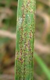 Calamagrostis phragmitoides