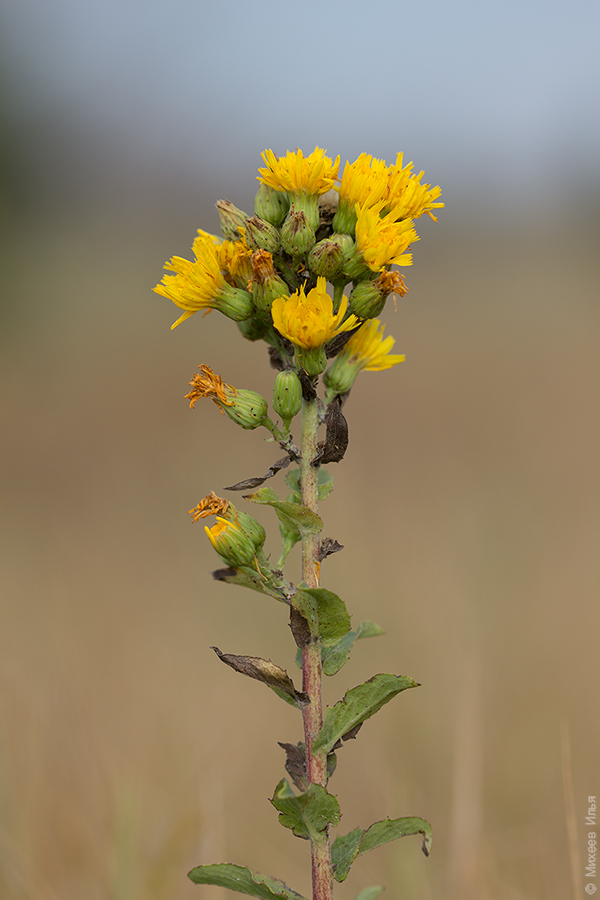 Изображение особи Hieracium virosum.