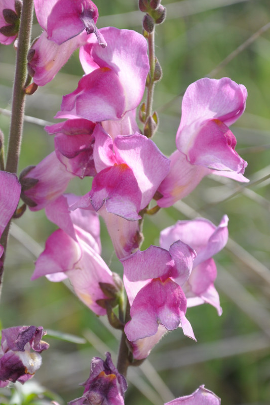 Изображение особи Antirrhinum majus.