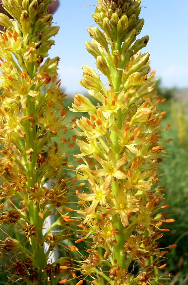 Изображение особи Eremurus spectabilis.