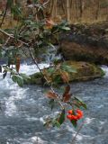 Pyracantha coccinea. Ветвь с плодами. Горный Крым, Чернореченский каньон. 17 декабря 2012 г.