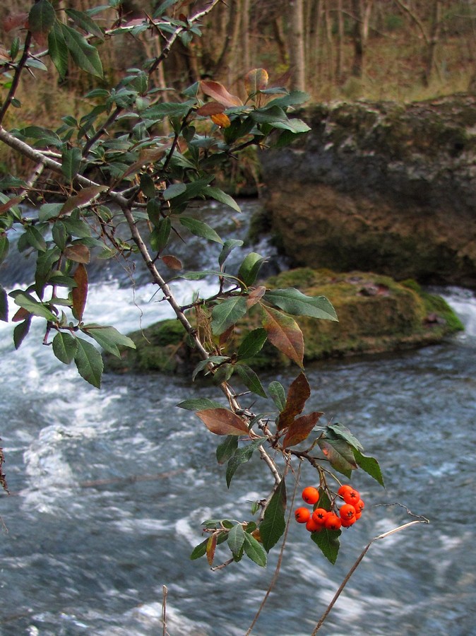 Image of Pyracantha coccinea specimen.
