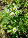 Erigeron annuus